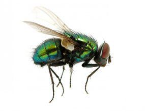 A close up of a green fly on a white background.