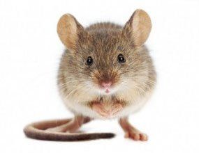 A mouse is standing on its hind legs and looking at the camera on a white background.