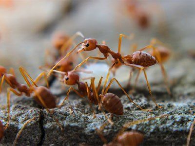 A close up of a group of red ants on a rock.