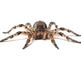 A close up of a spider on a white background.