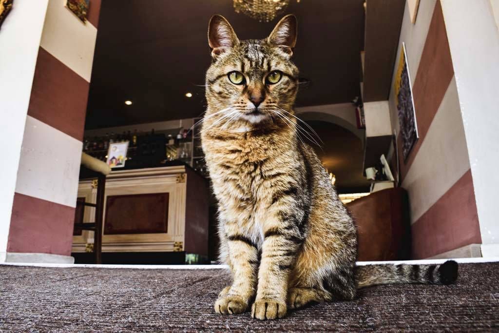 gatto del ritorante
