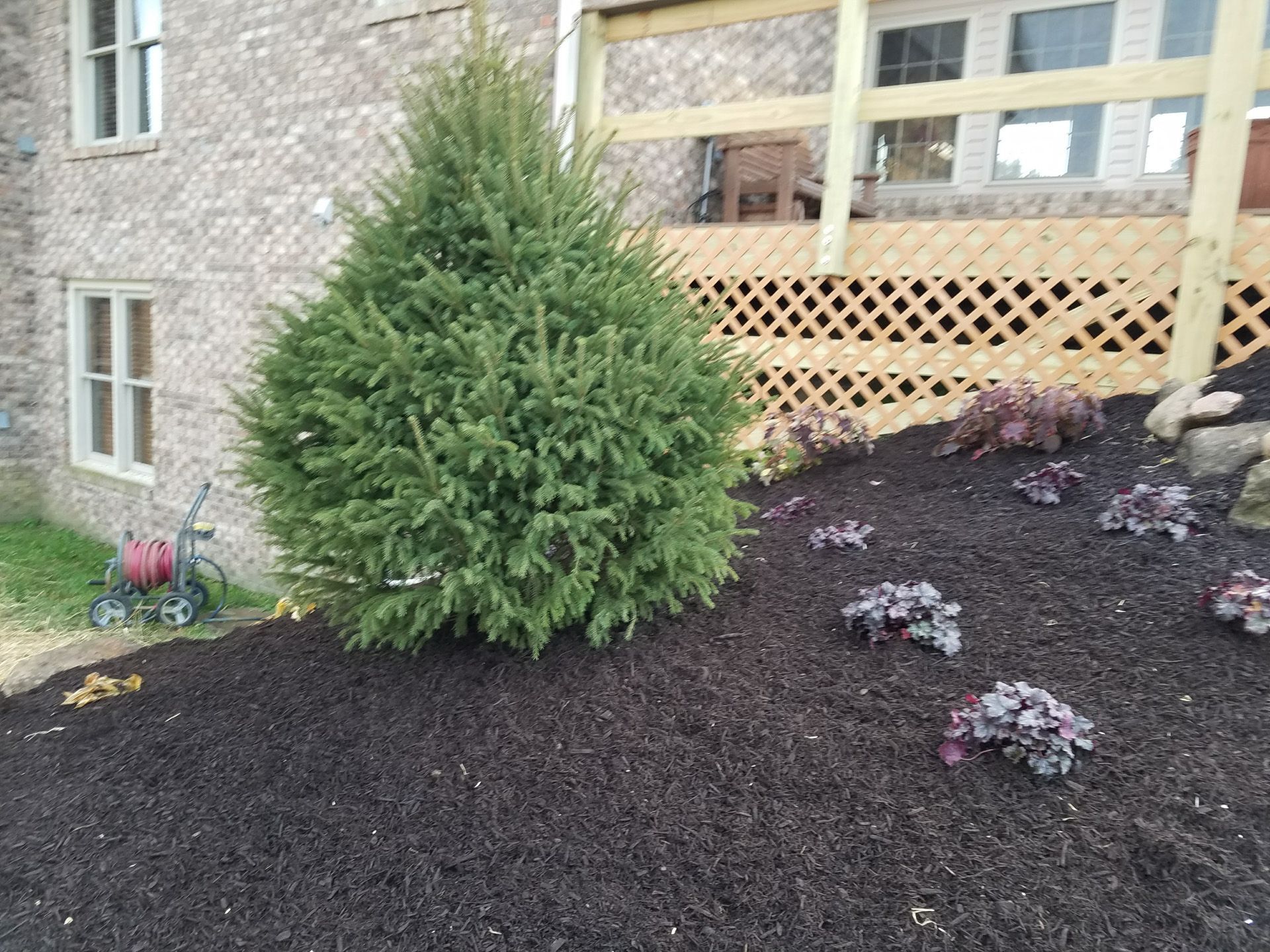 A christmas tree is sitting on top of a pile of mulch in front of a house.