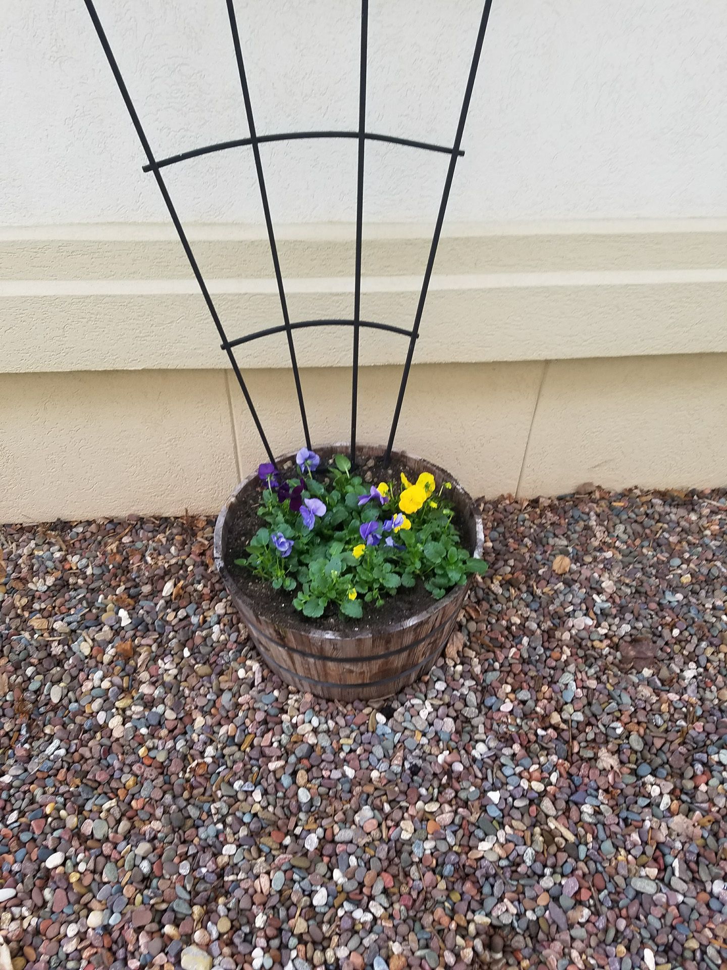 A potted plant with purple and yellow flowers is sitting on gravel next to a trellis.