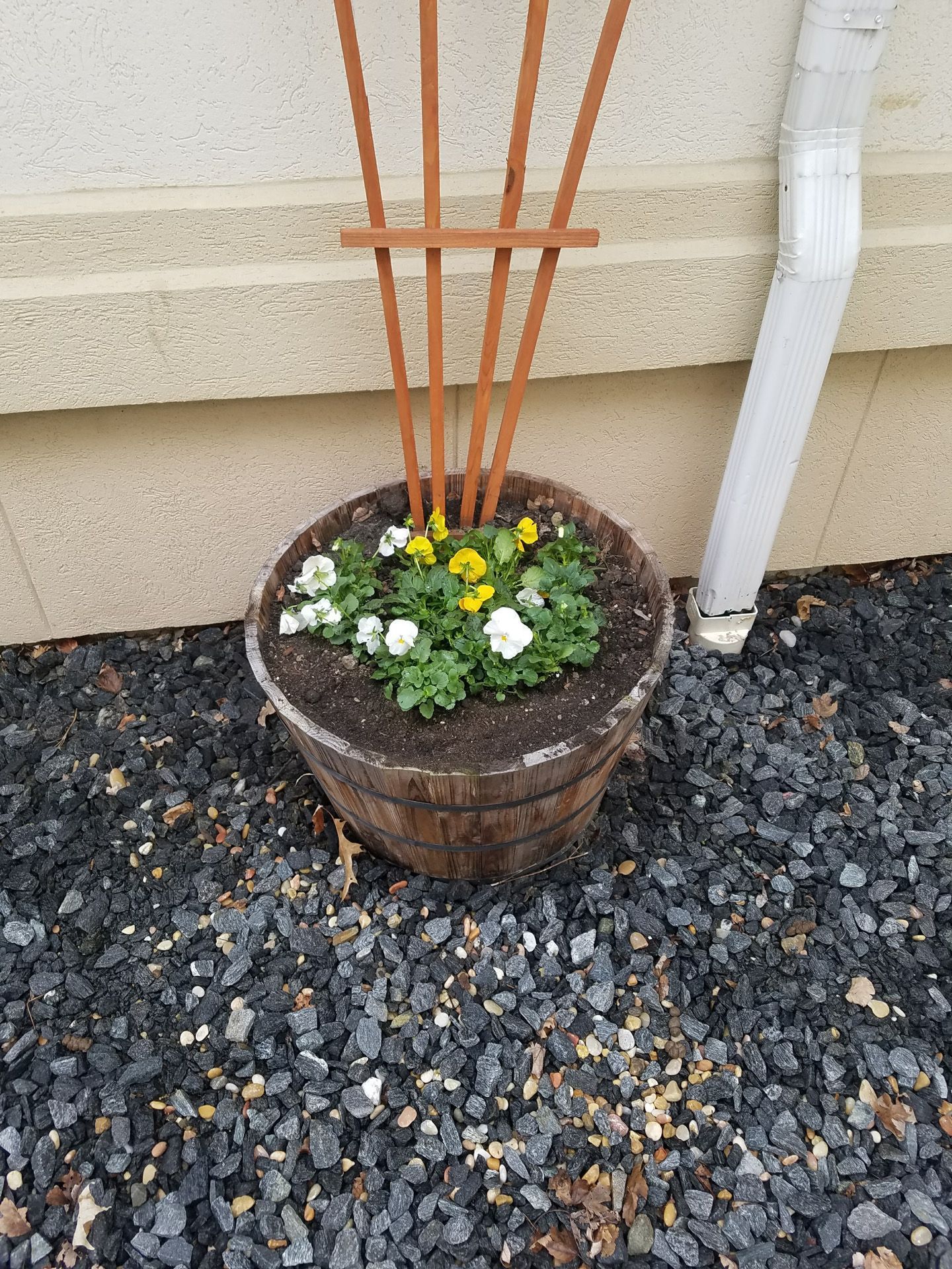 A potted plant with yellow and white flowers is sitting on a pile of gravel.