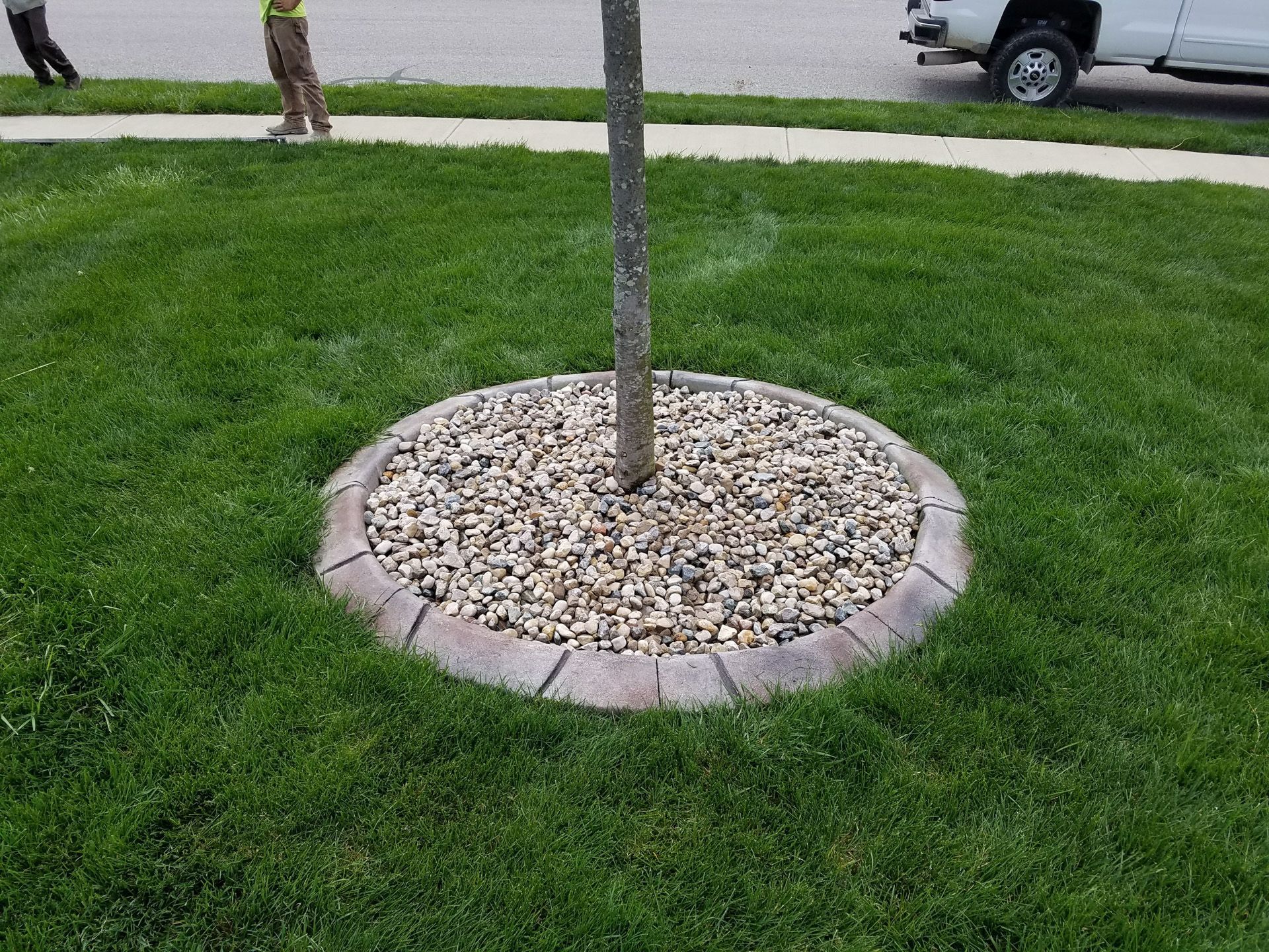 A tree is surrounded by gravel in a circle in the grass.