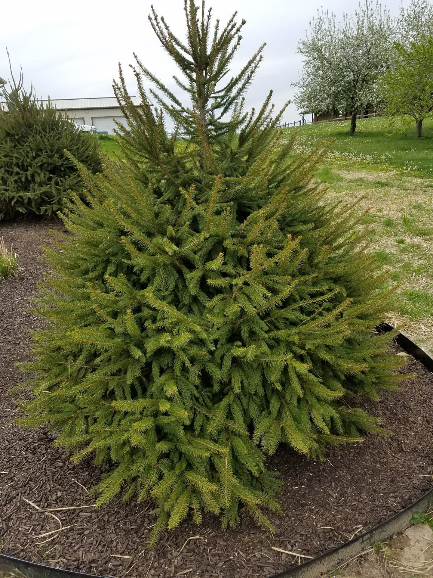 A small christmas tree is growing in a garden.