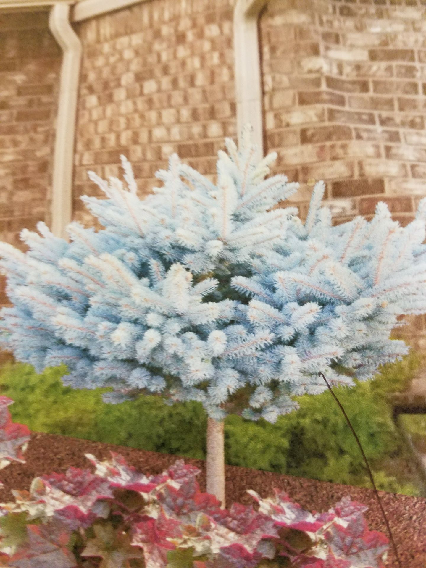 A blue christmas tree is sitting in front of a brick building.