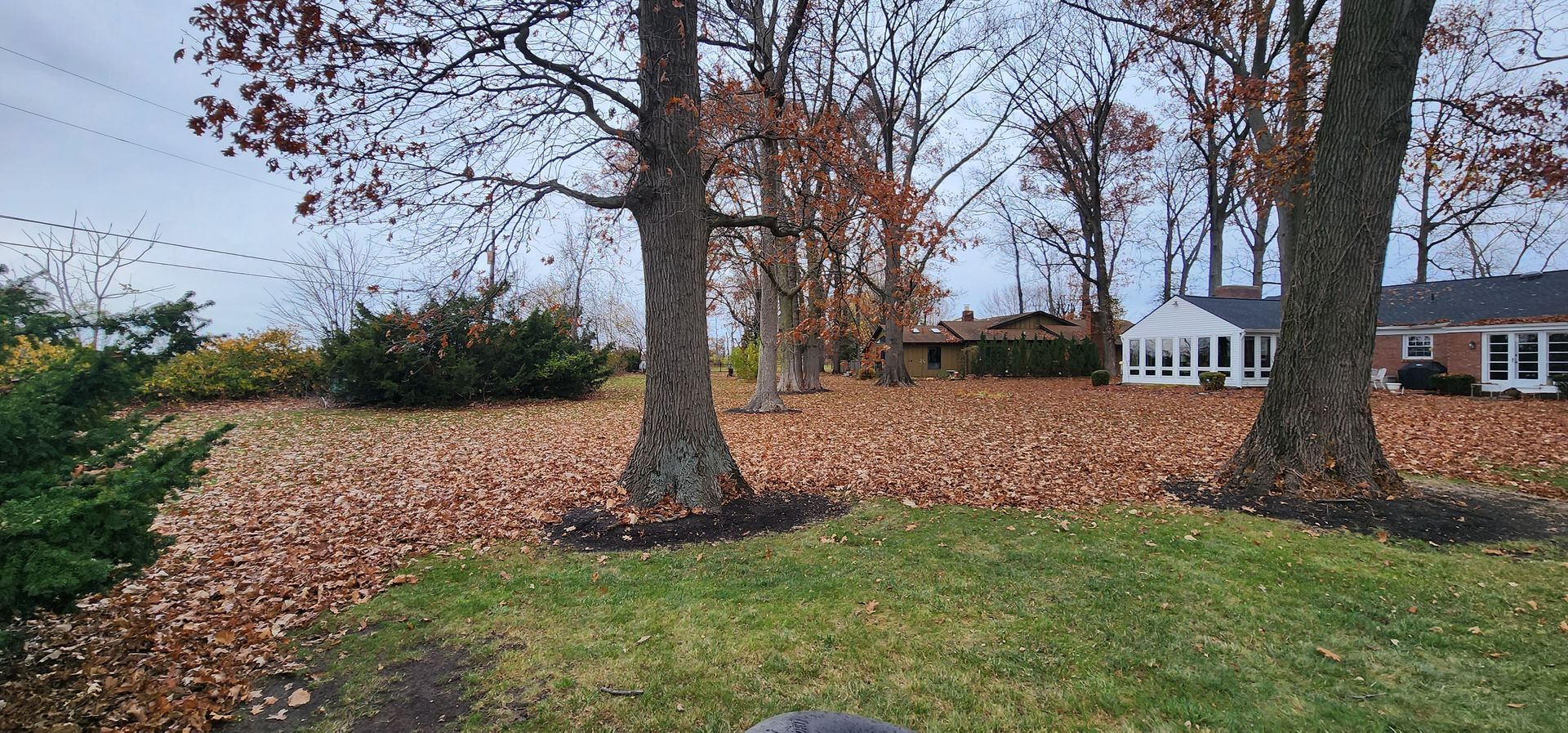 A yard with trees and leaves on the ground and a house in the background.