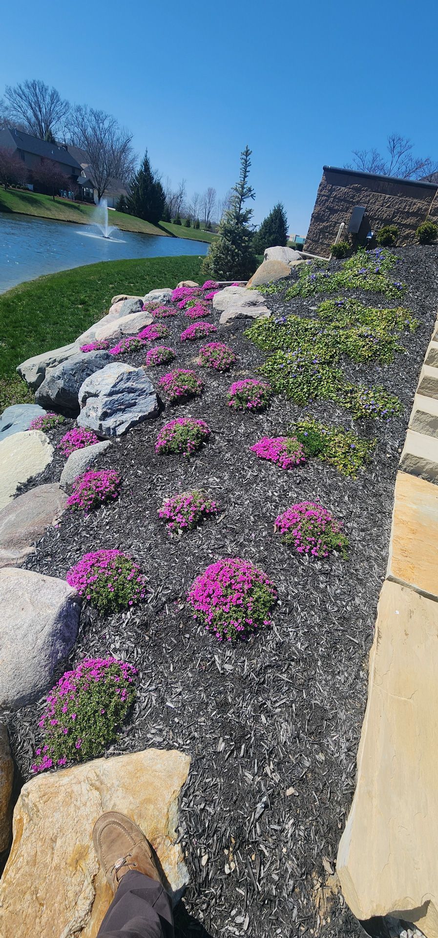 A person is standing in a garden with pink flowers and rocks.