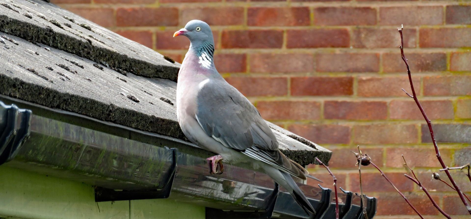 pigeon on a roof