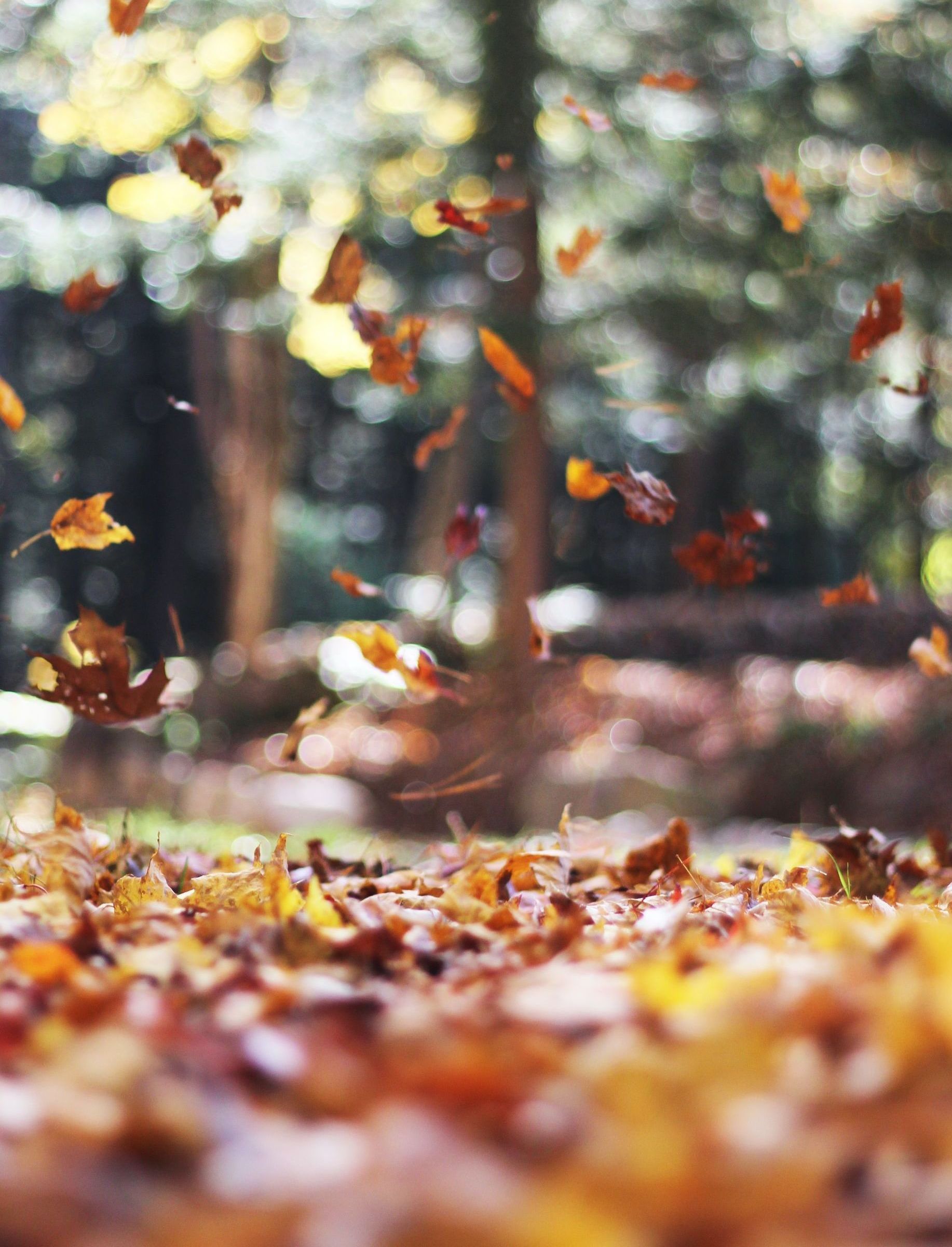 leaves in the fall