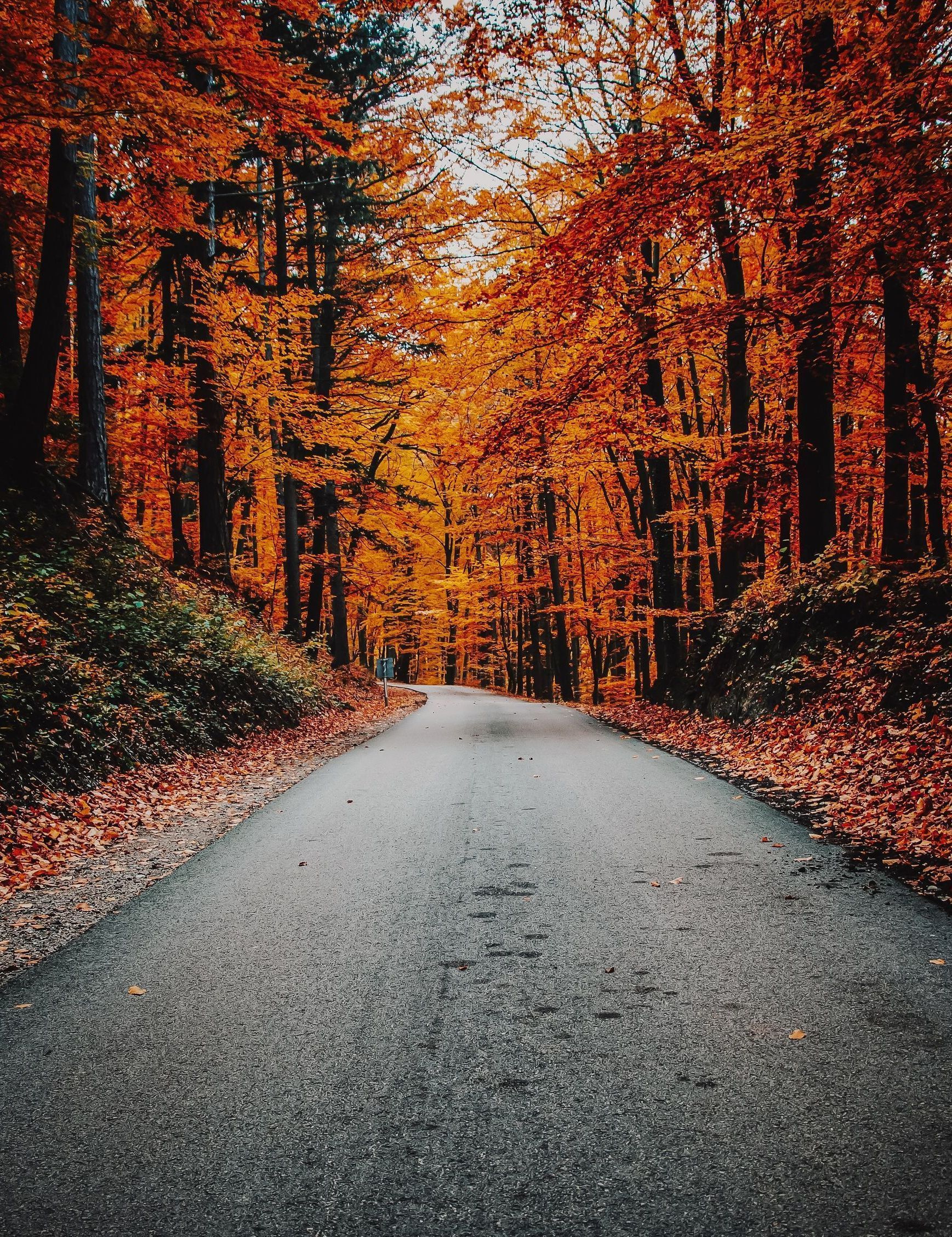 road in the fall