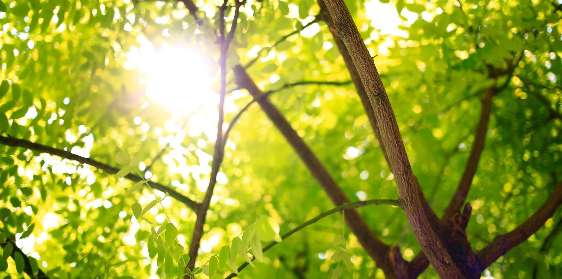 sunlight in the leaves of a tree