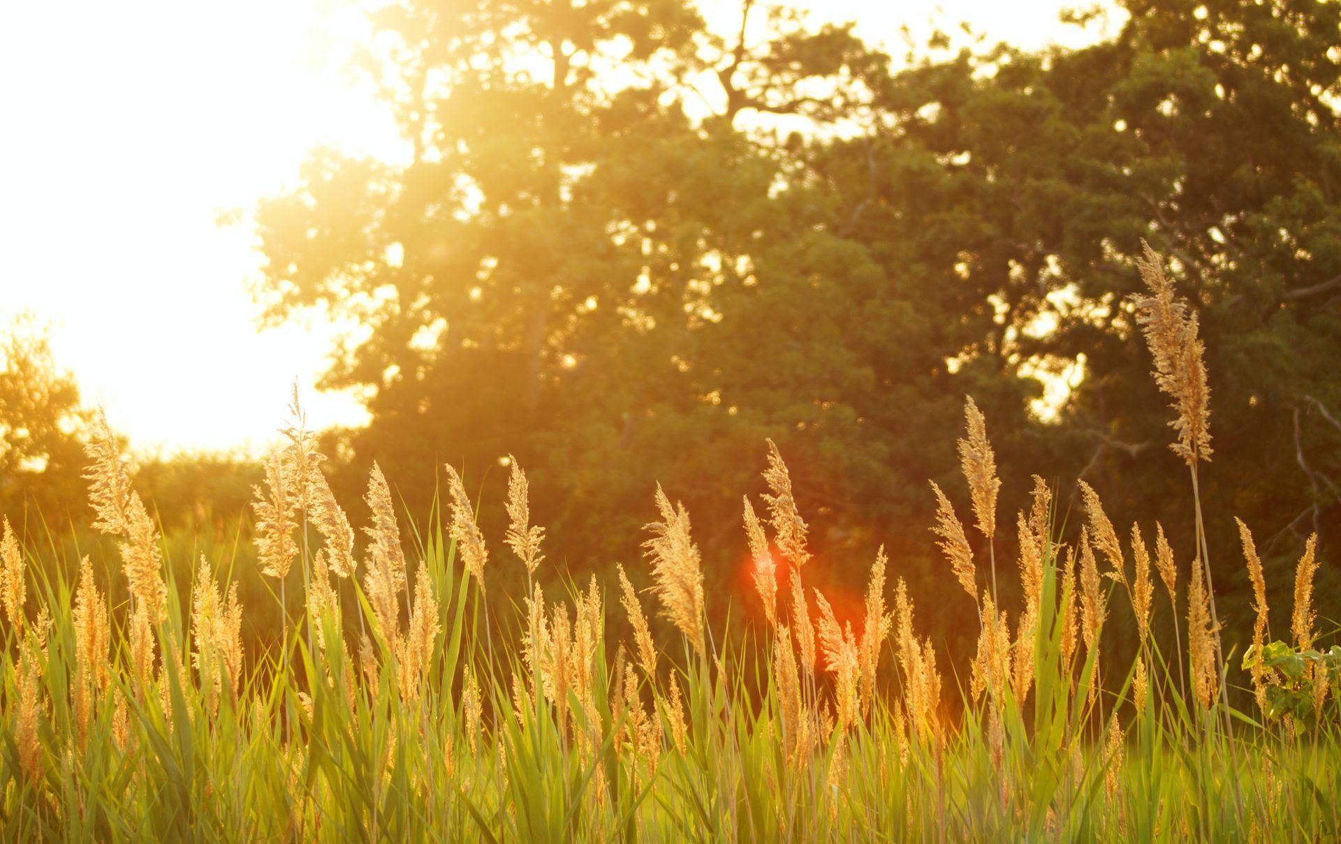 field of wheat