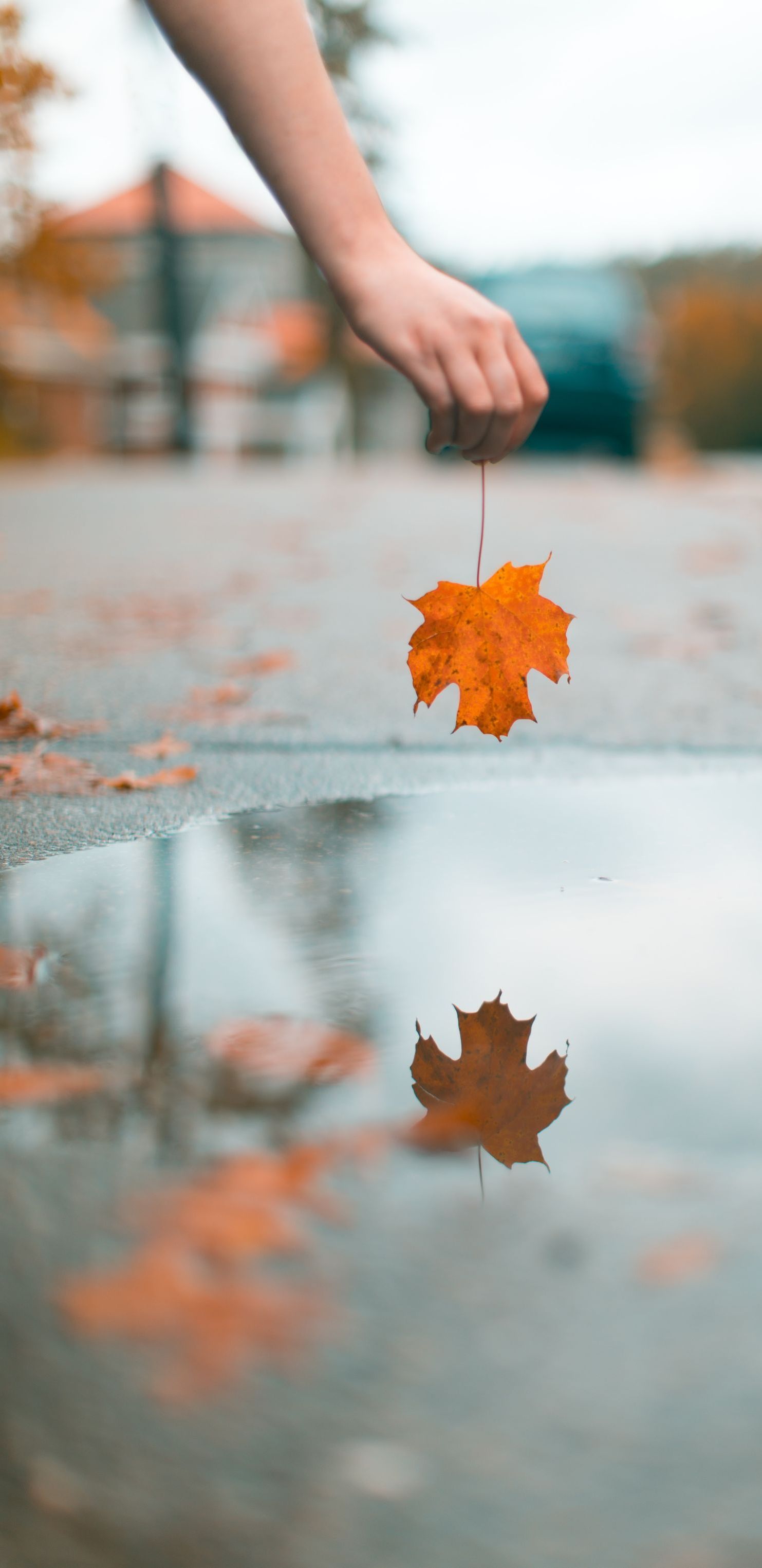 leaf over puddle