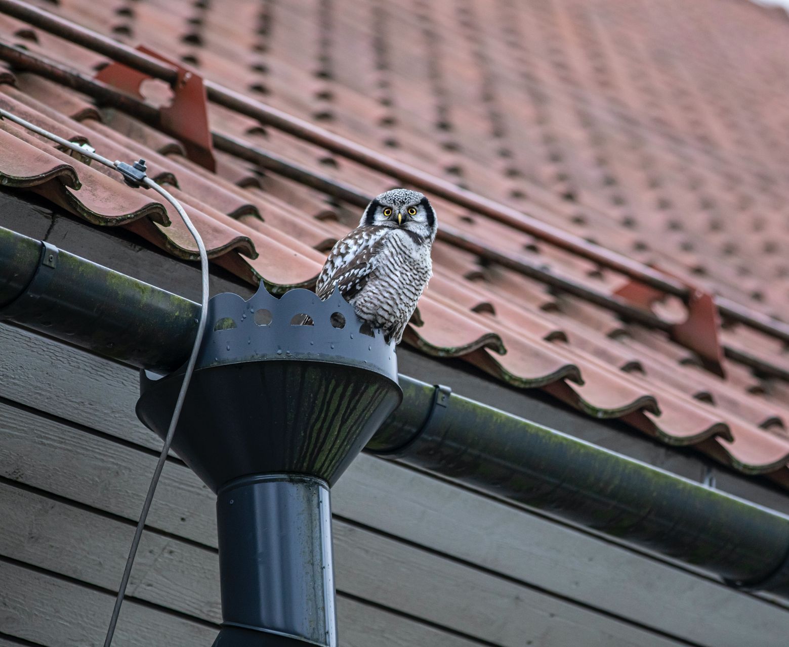 bird in a gutter