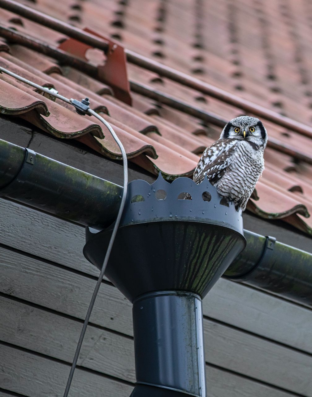 bird in a gutter