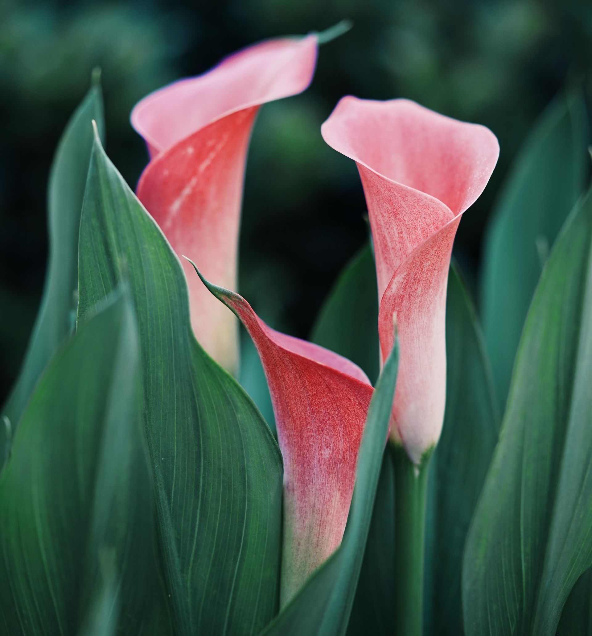 calla lilies