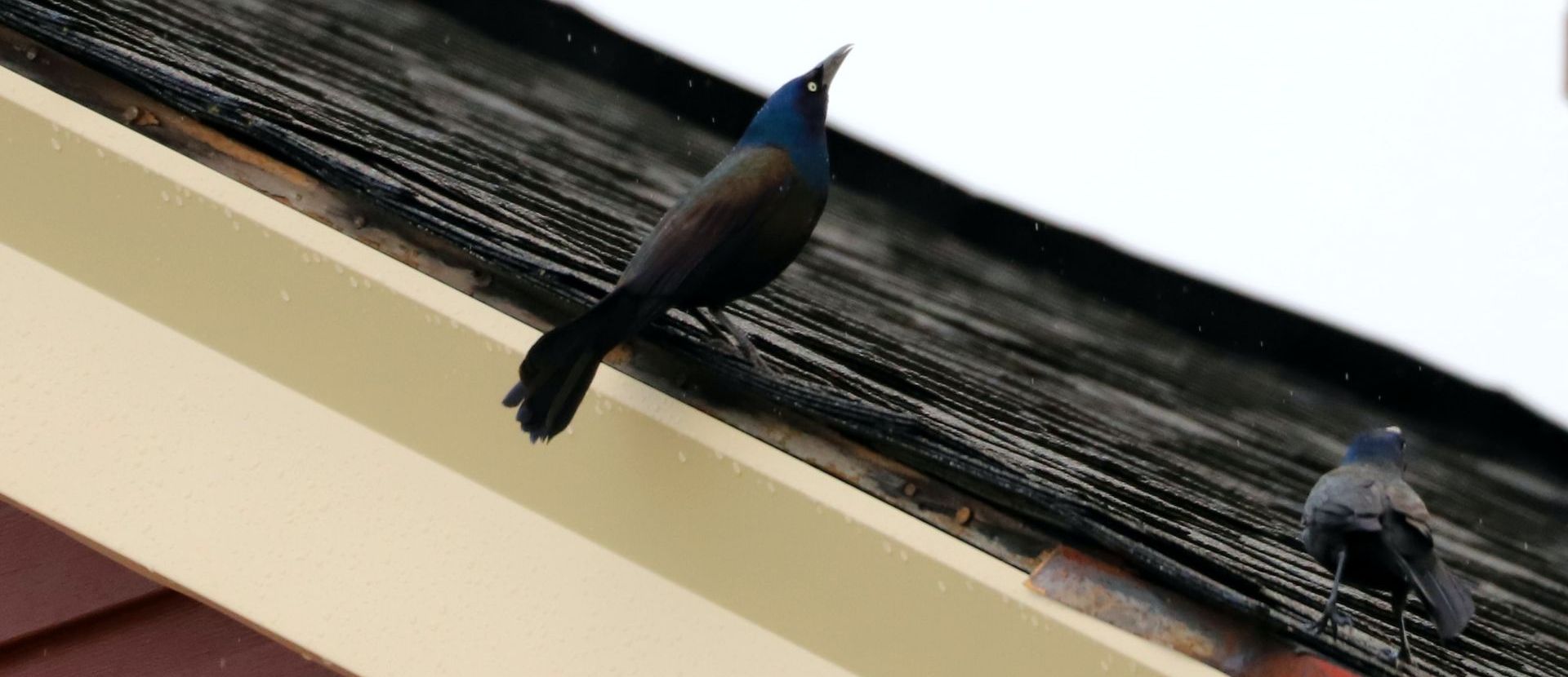 birds on a roof