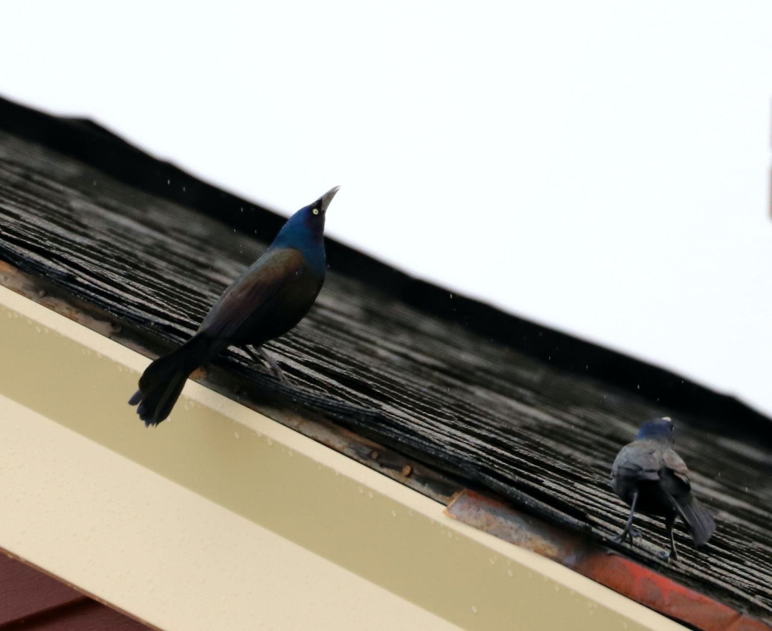 bird on a roof