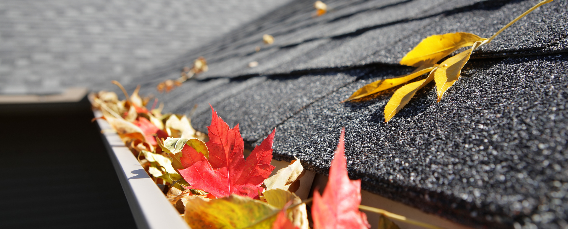 leaves in a gutter