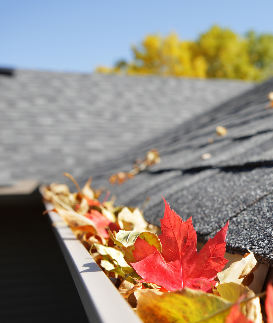 leaves in a gutter