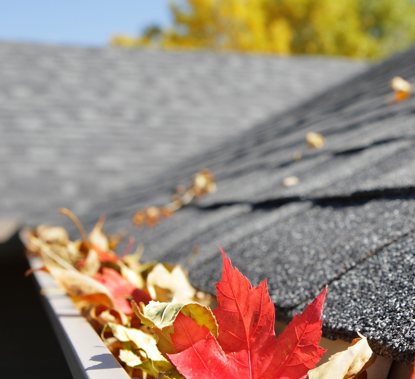 leaves in a gutter