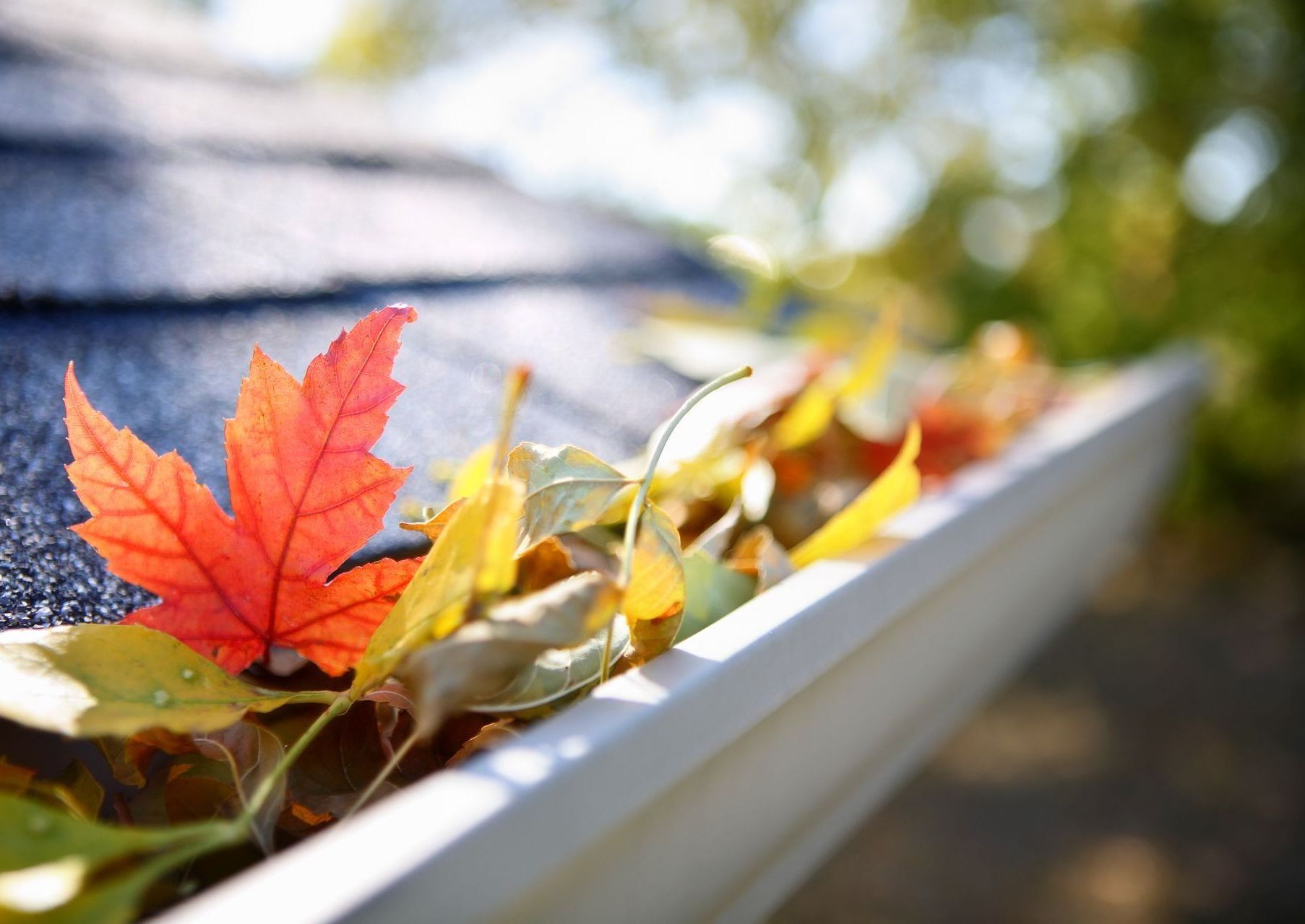 leaves in a gutter