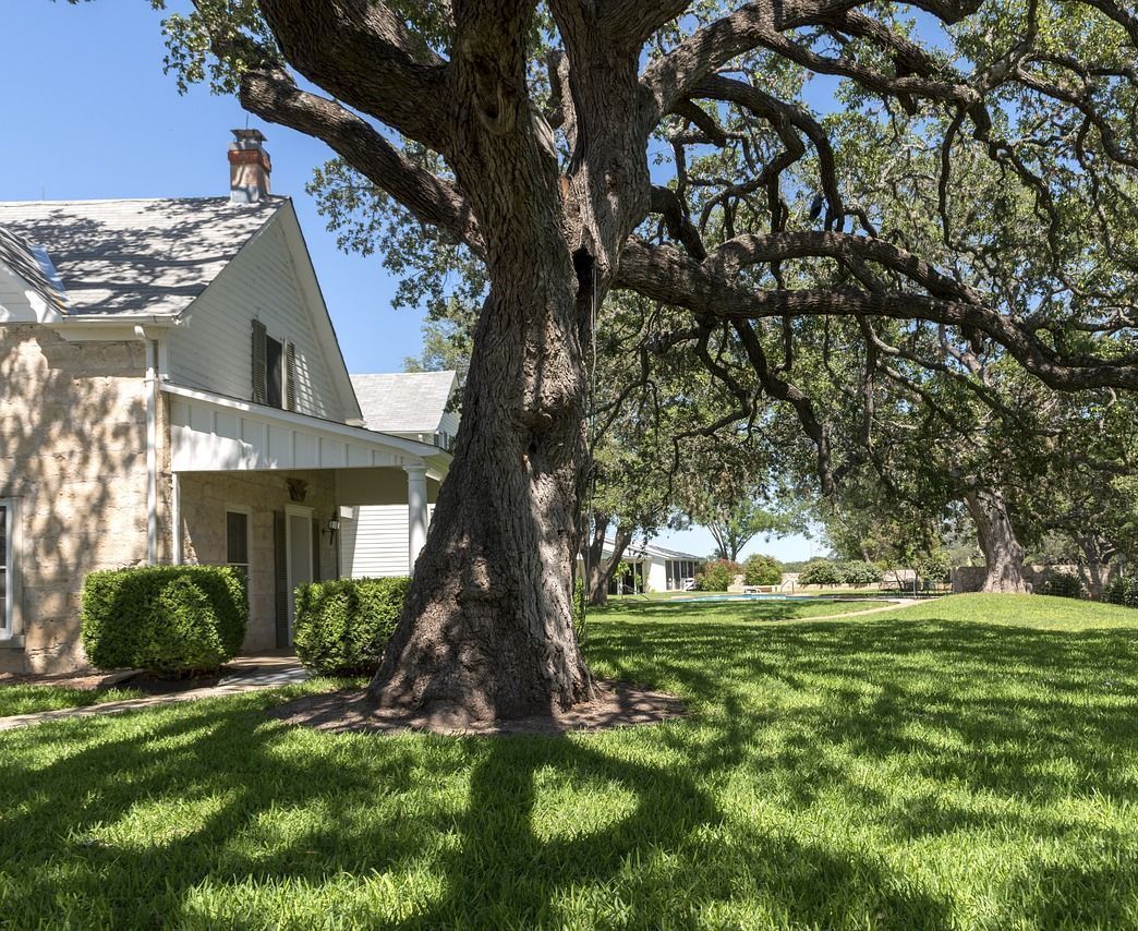 tree in front of house