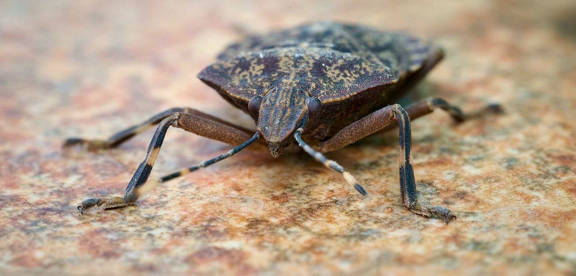 stink bug