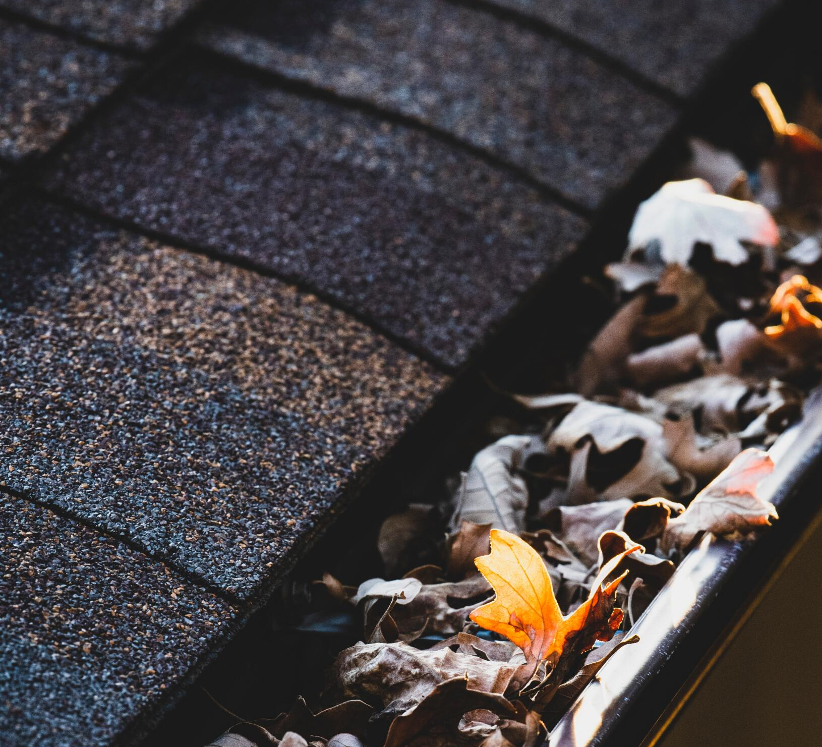 leaves in a gutter