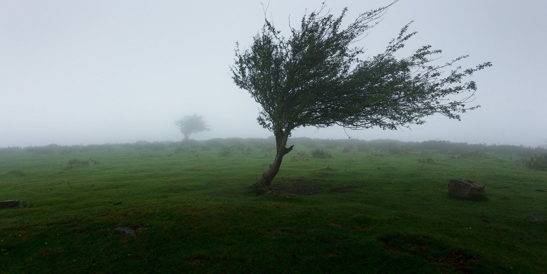 wind in a tree