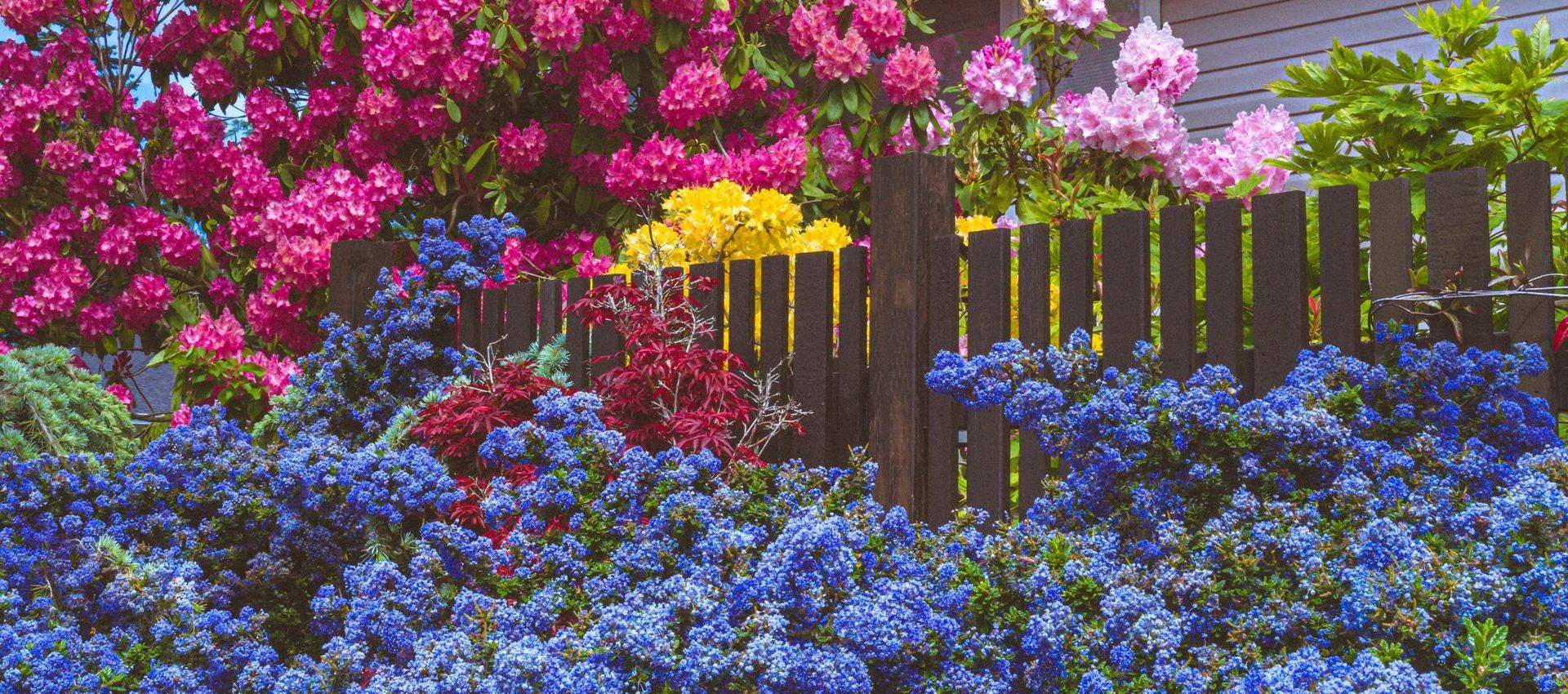 flowers in a yard