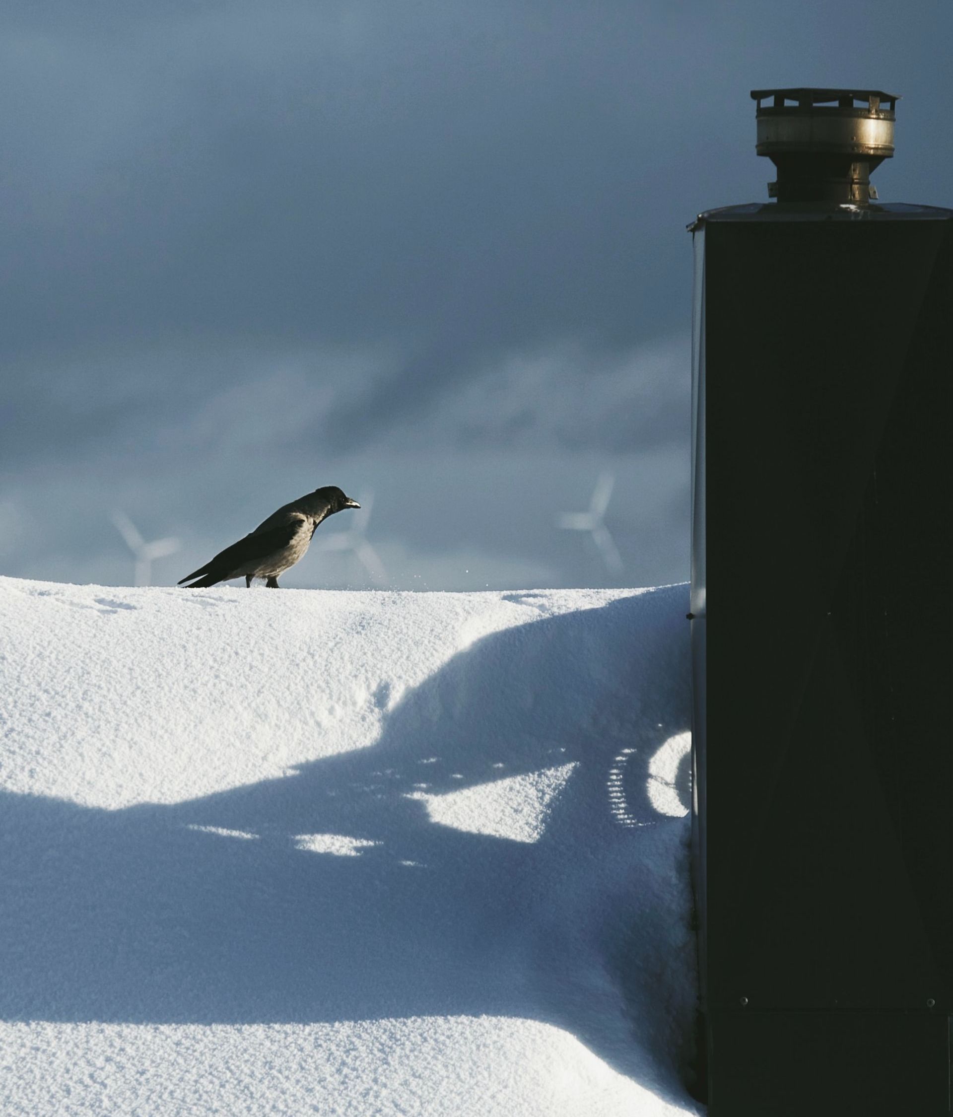 bird on a snowy roof