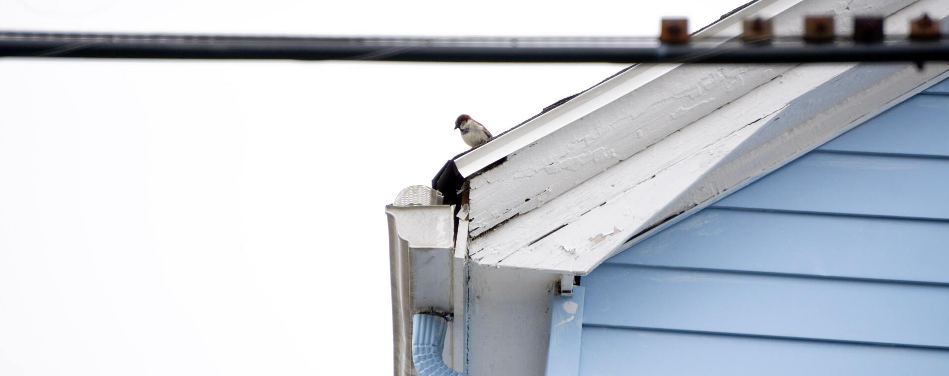 bird on a roof