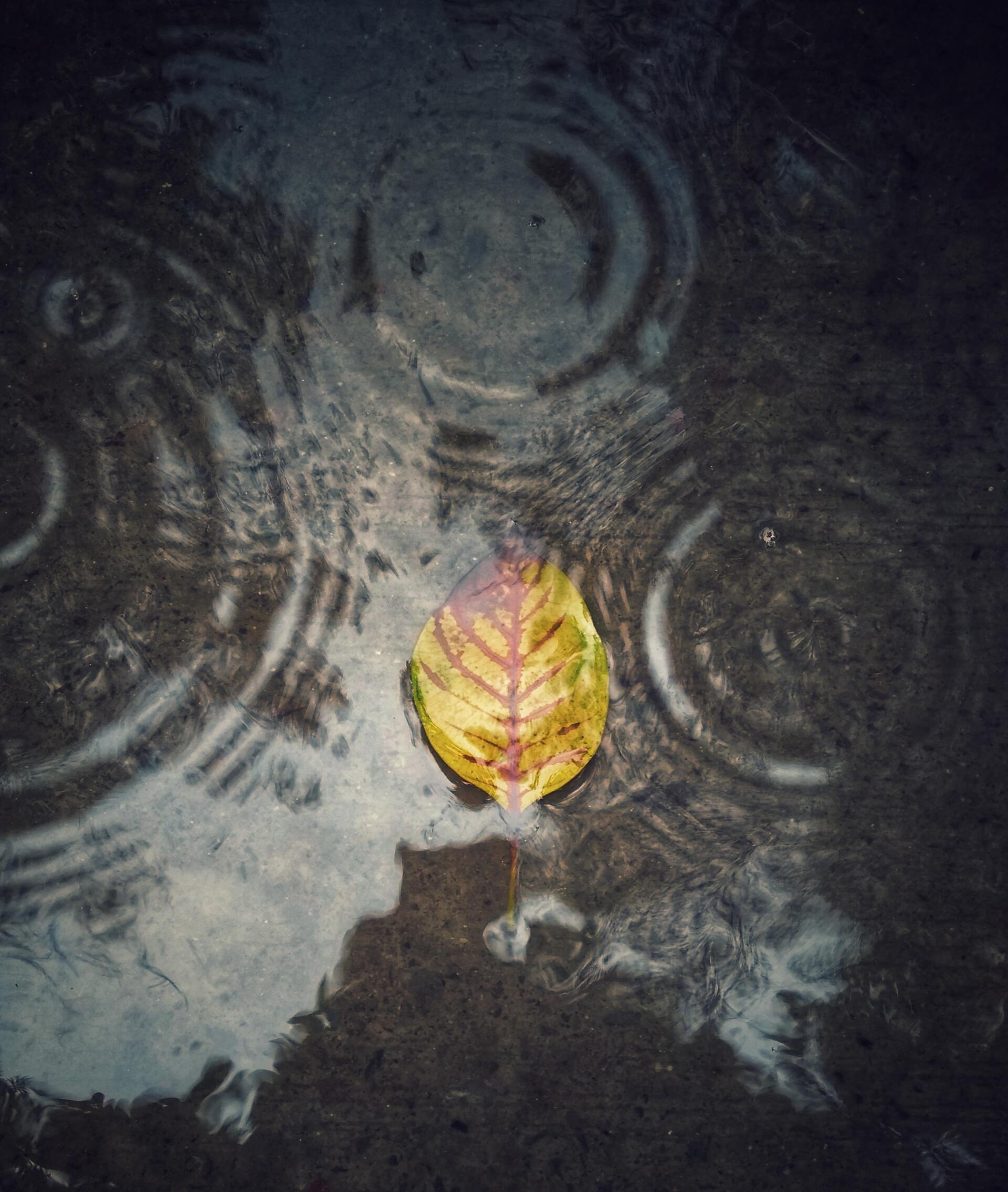 leaf in a puddle