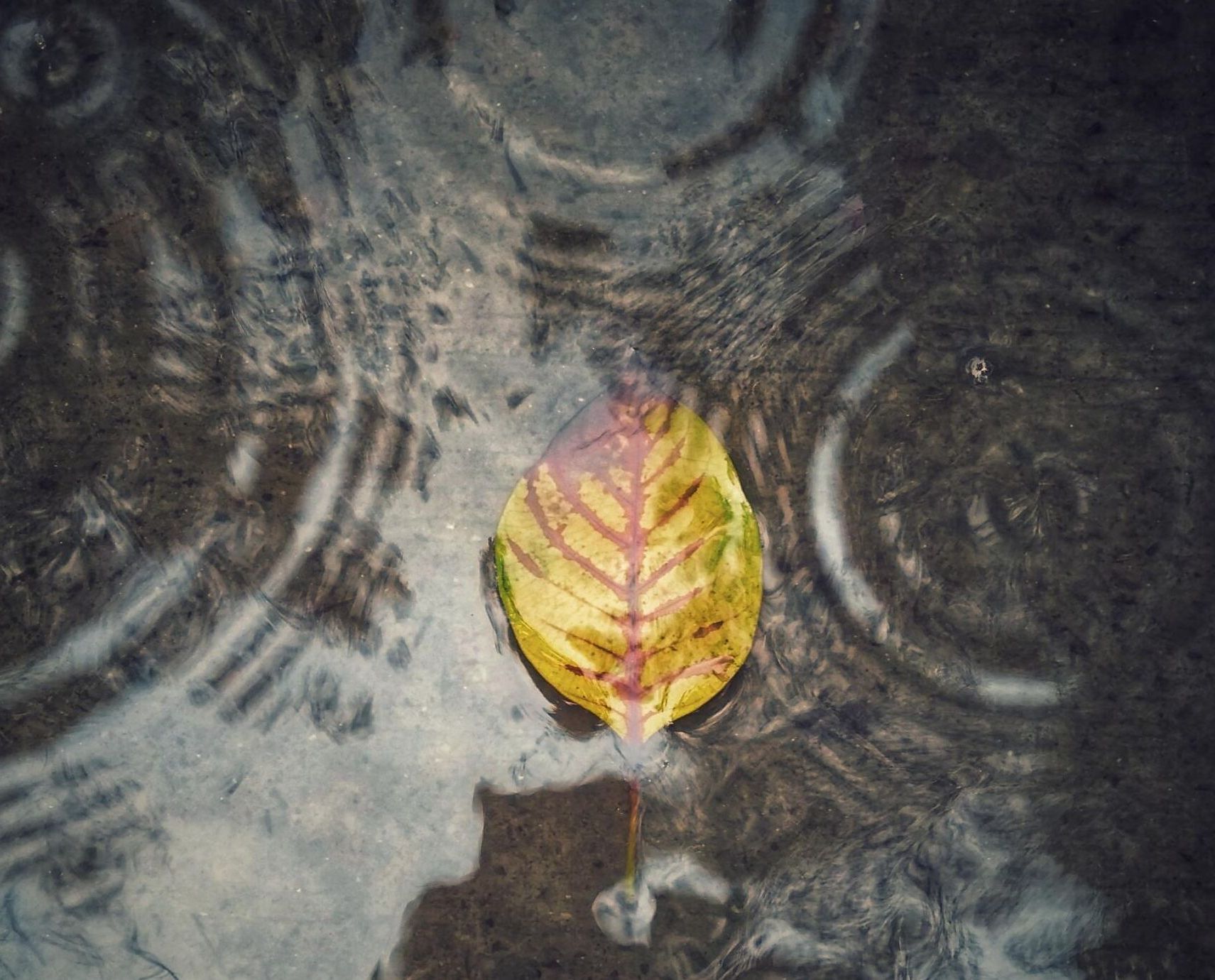 leaves in a gutter