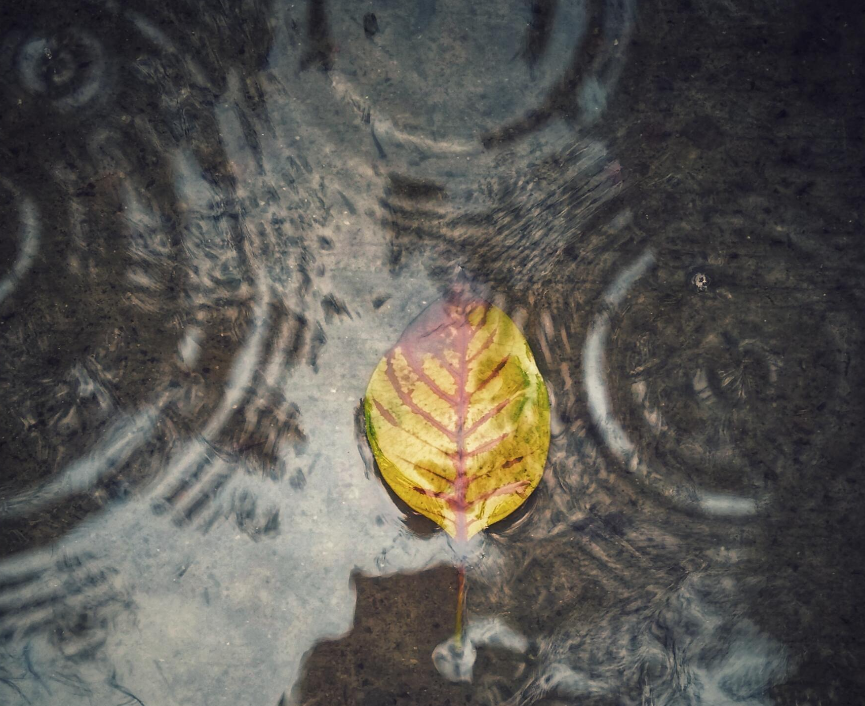 leaves in a gutter