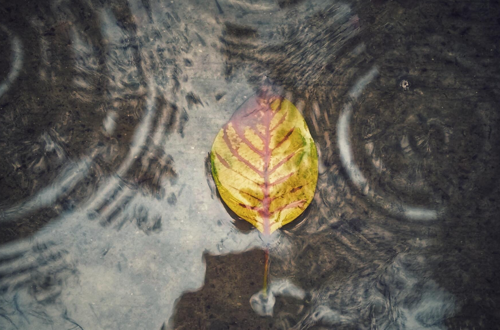 pool of water with leaf