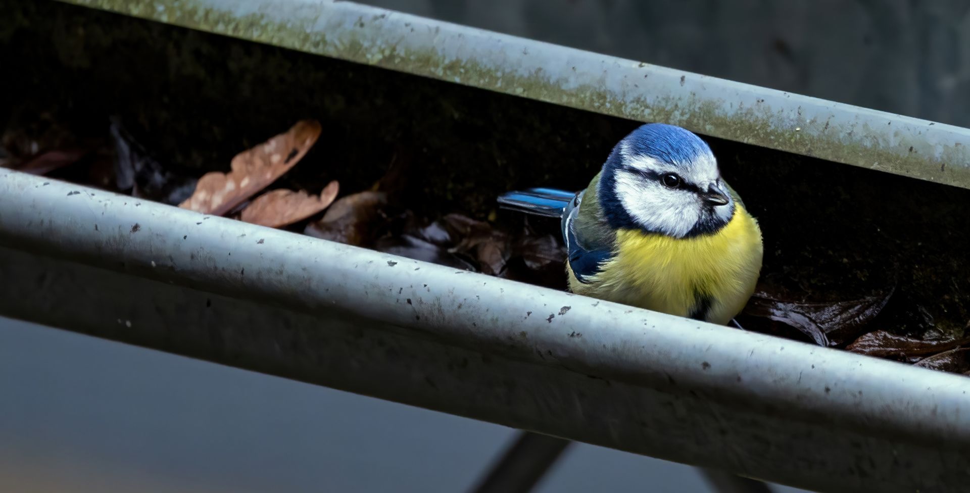 bird in a gutter