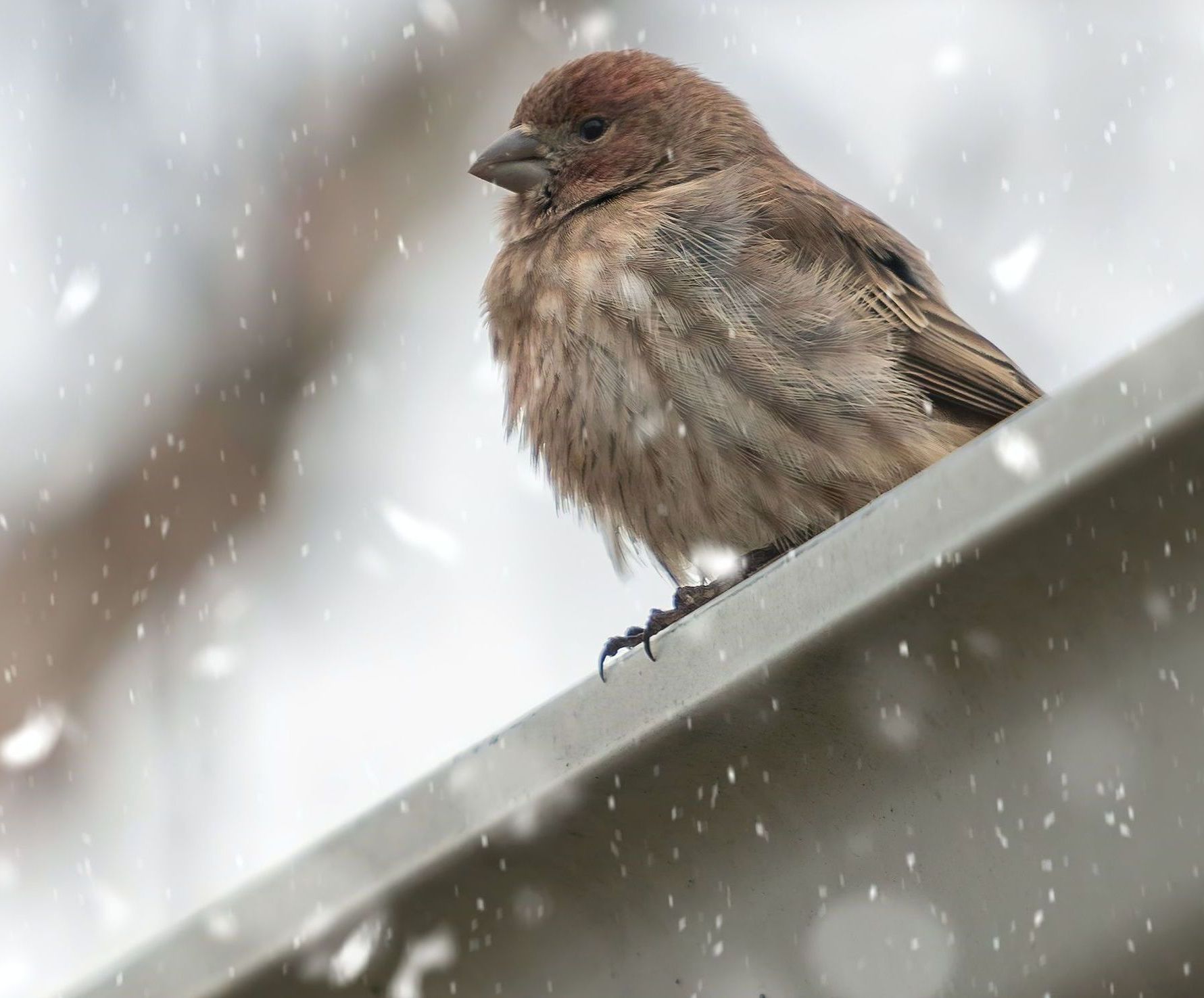 bird in a gutter