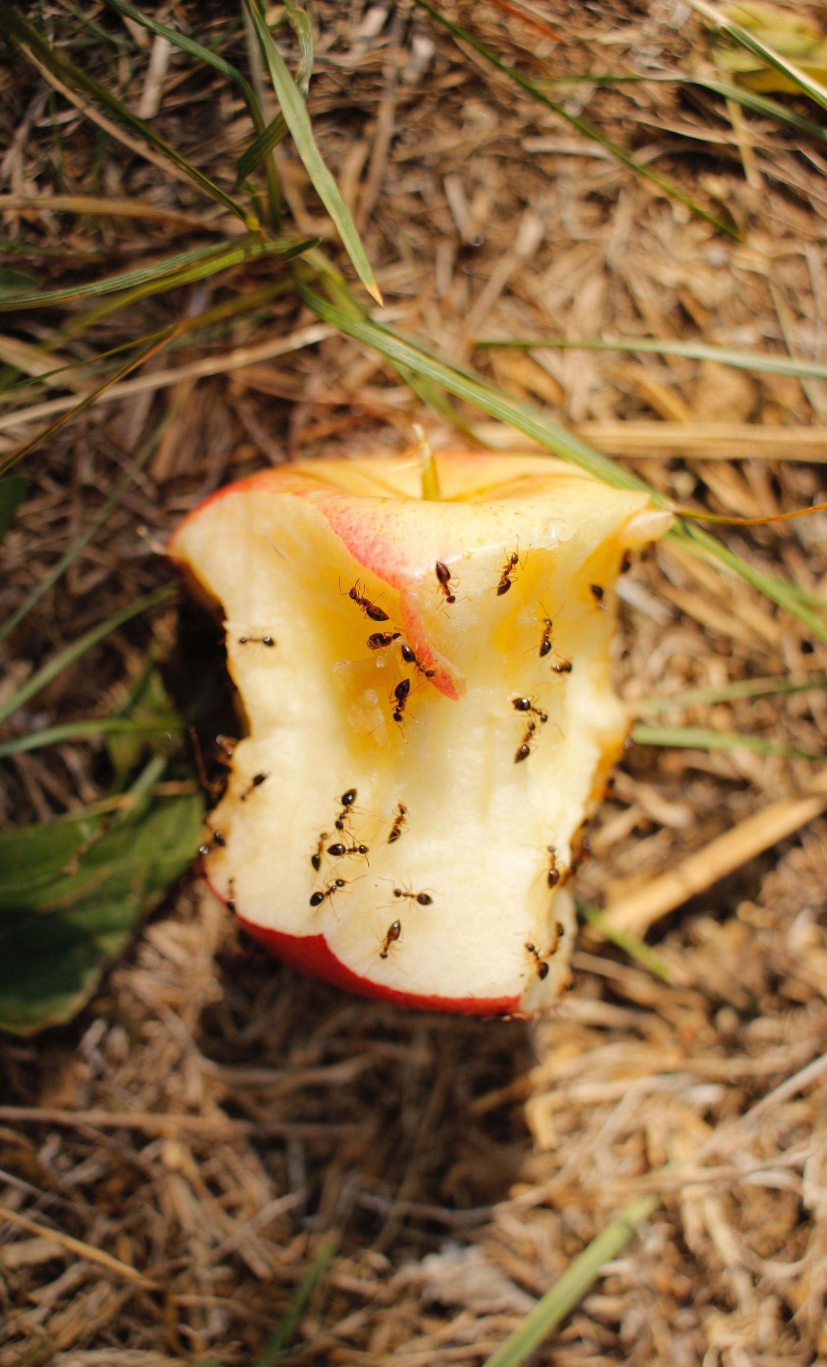 ants on an apple