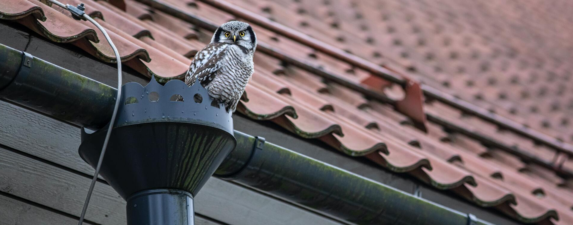 bird on a gutter