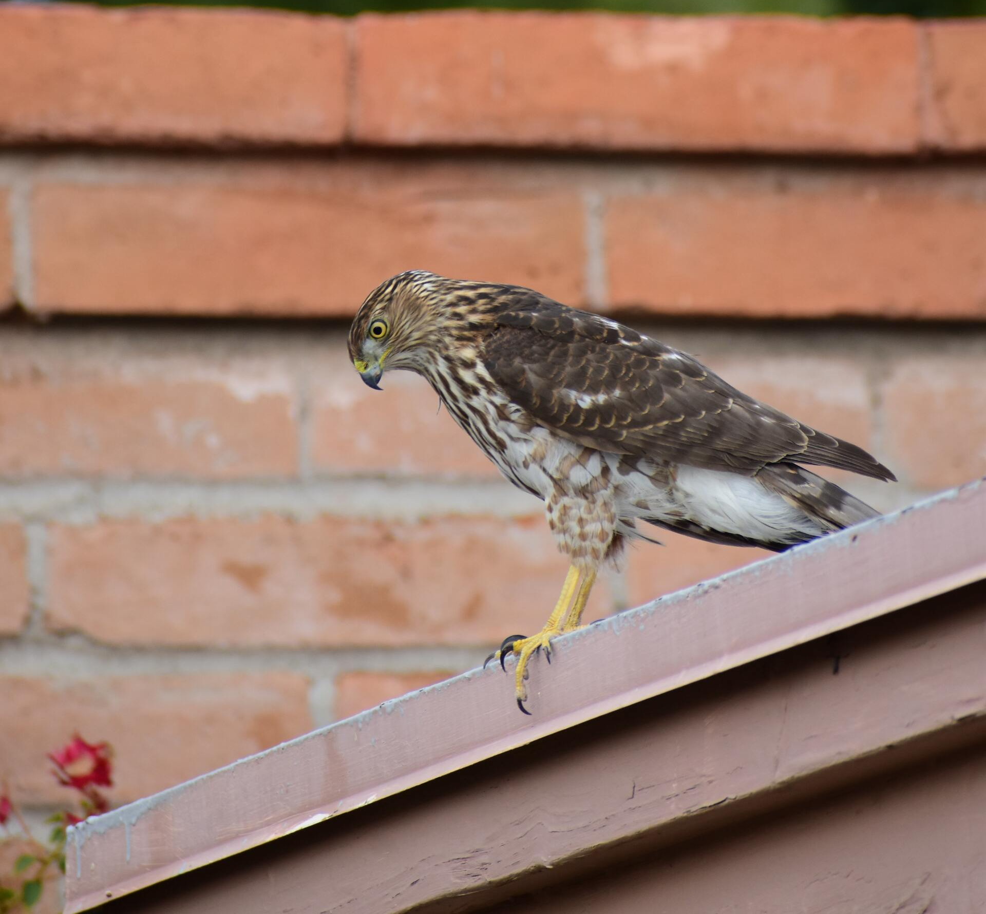 hawk on a gutter