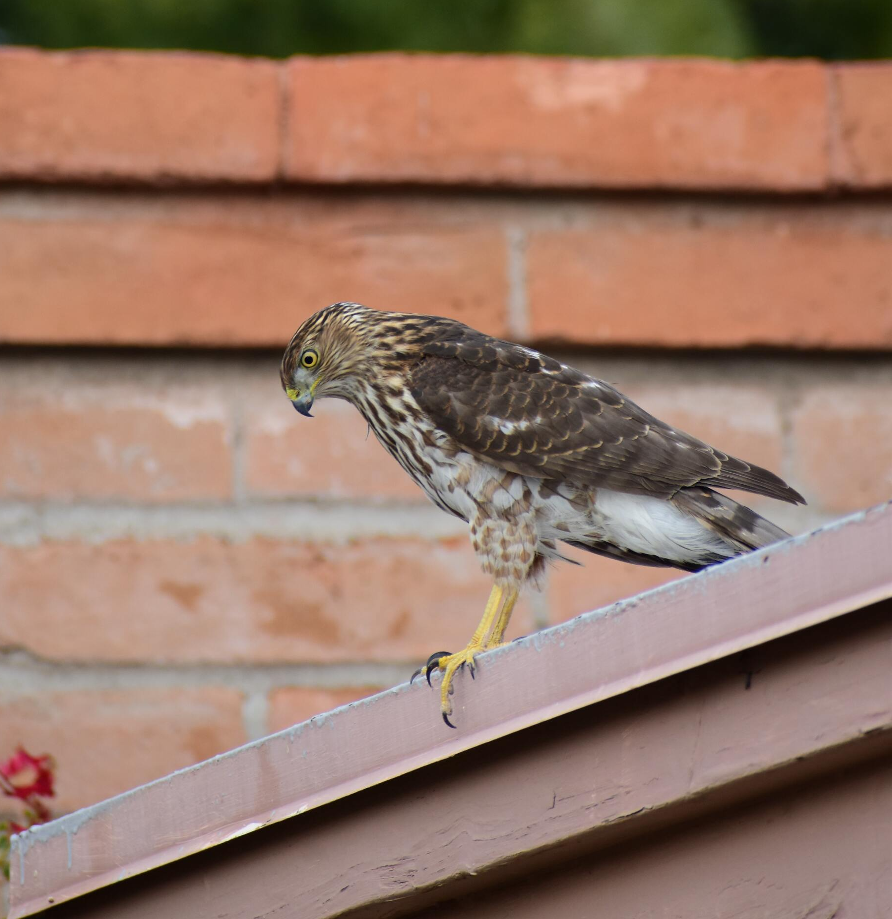 bird on gutter