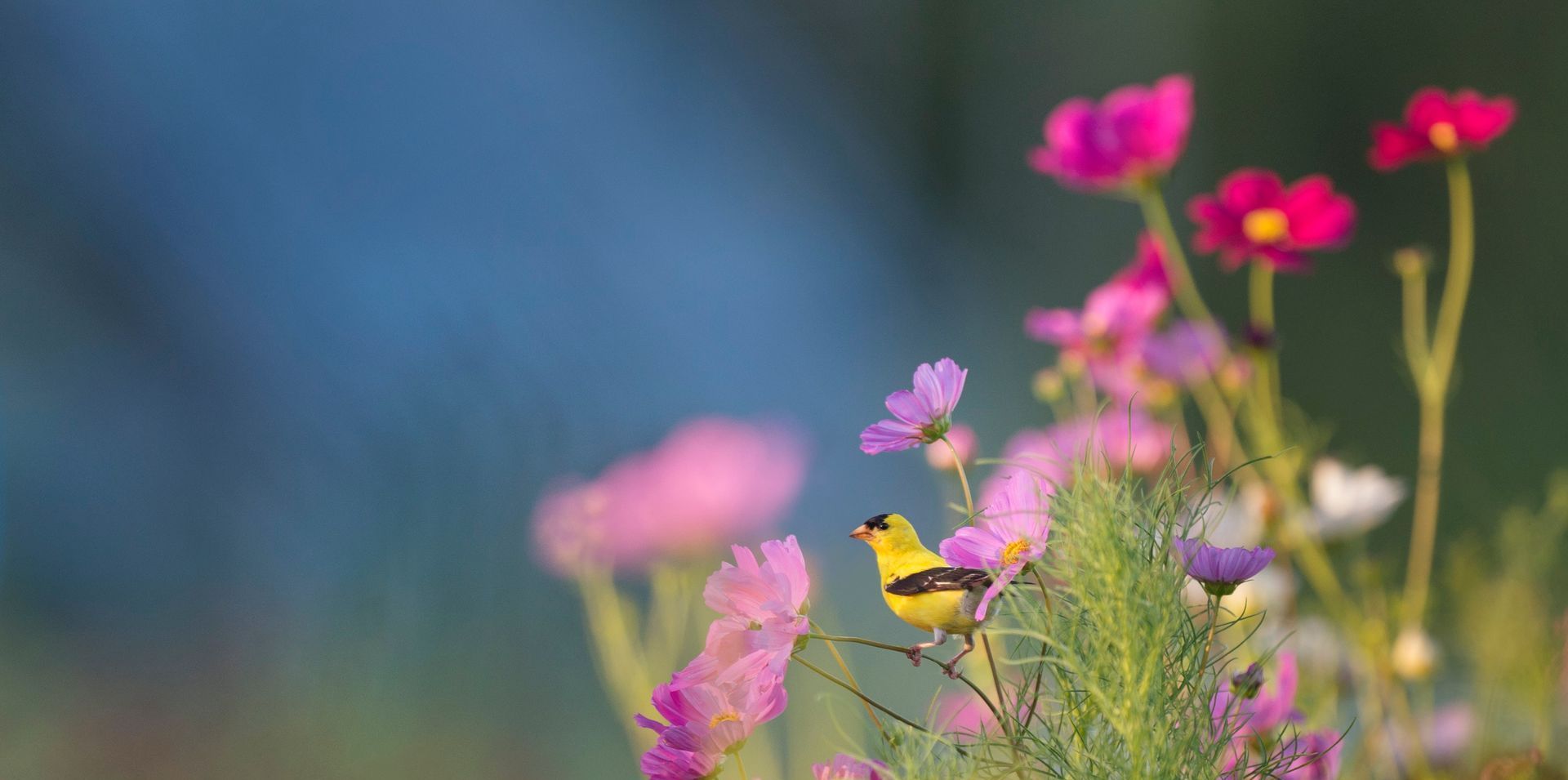 bird on spring flowers