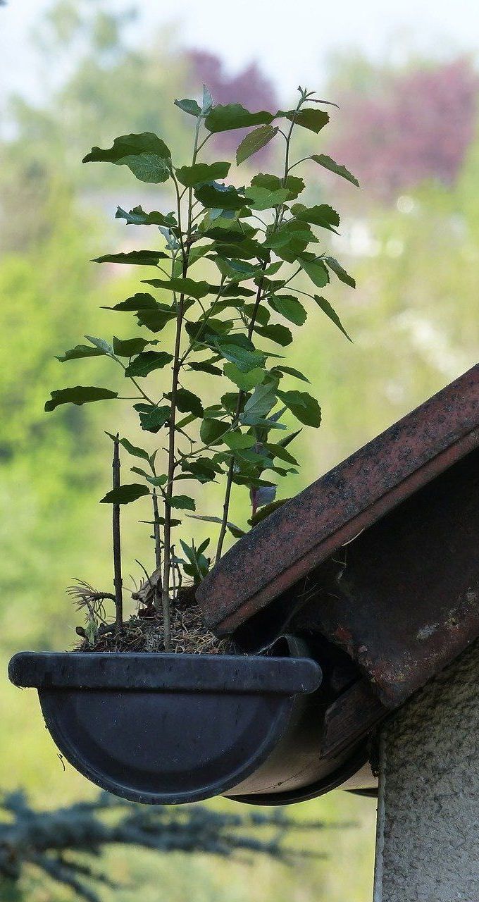 rusted gutter