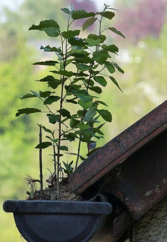 rusted gutter