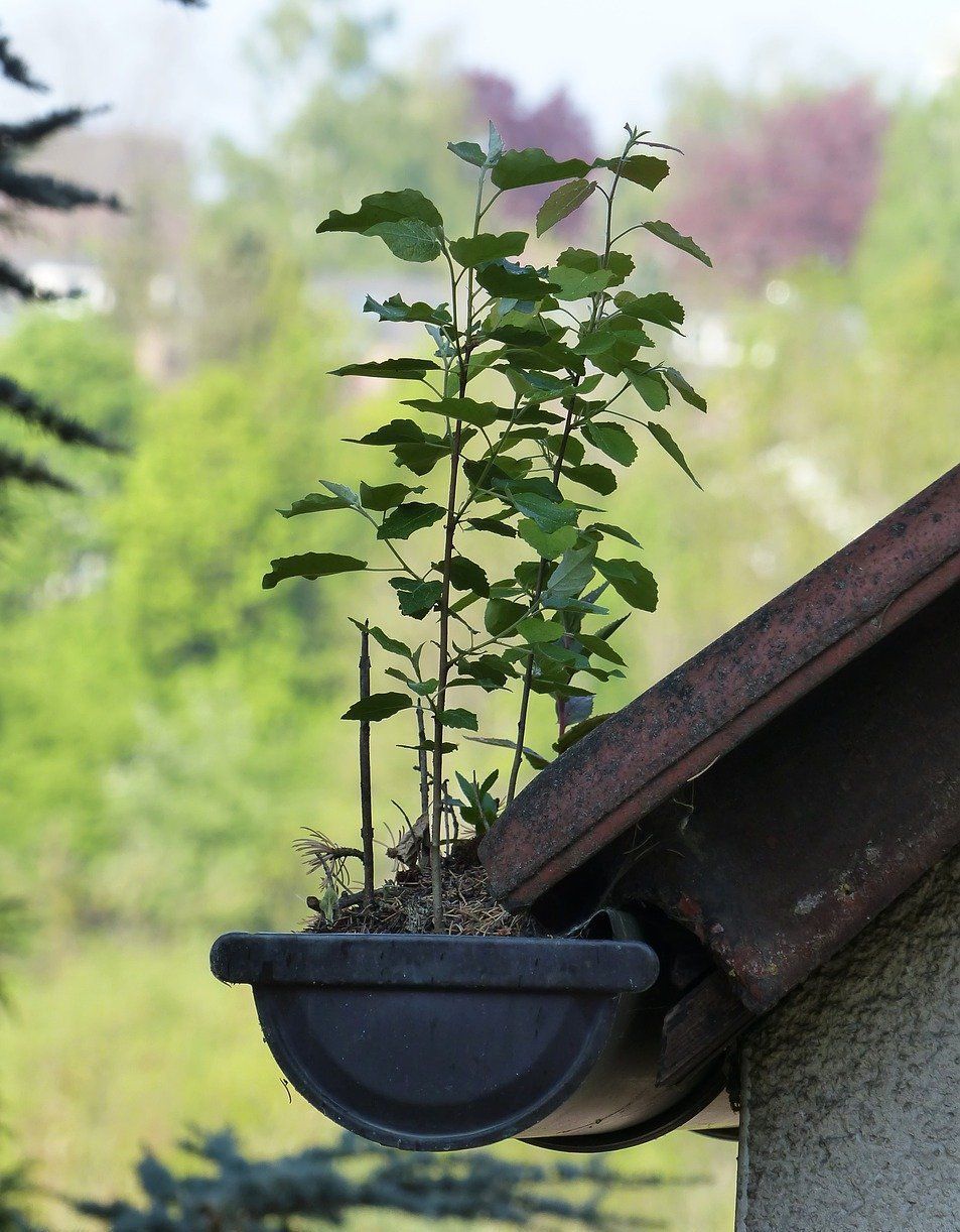 clogged gutter