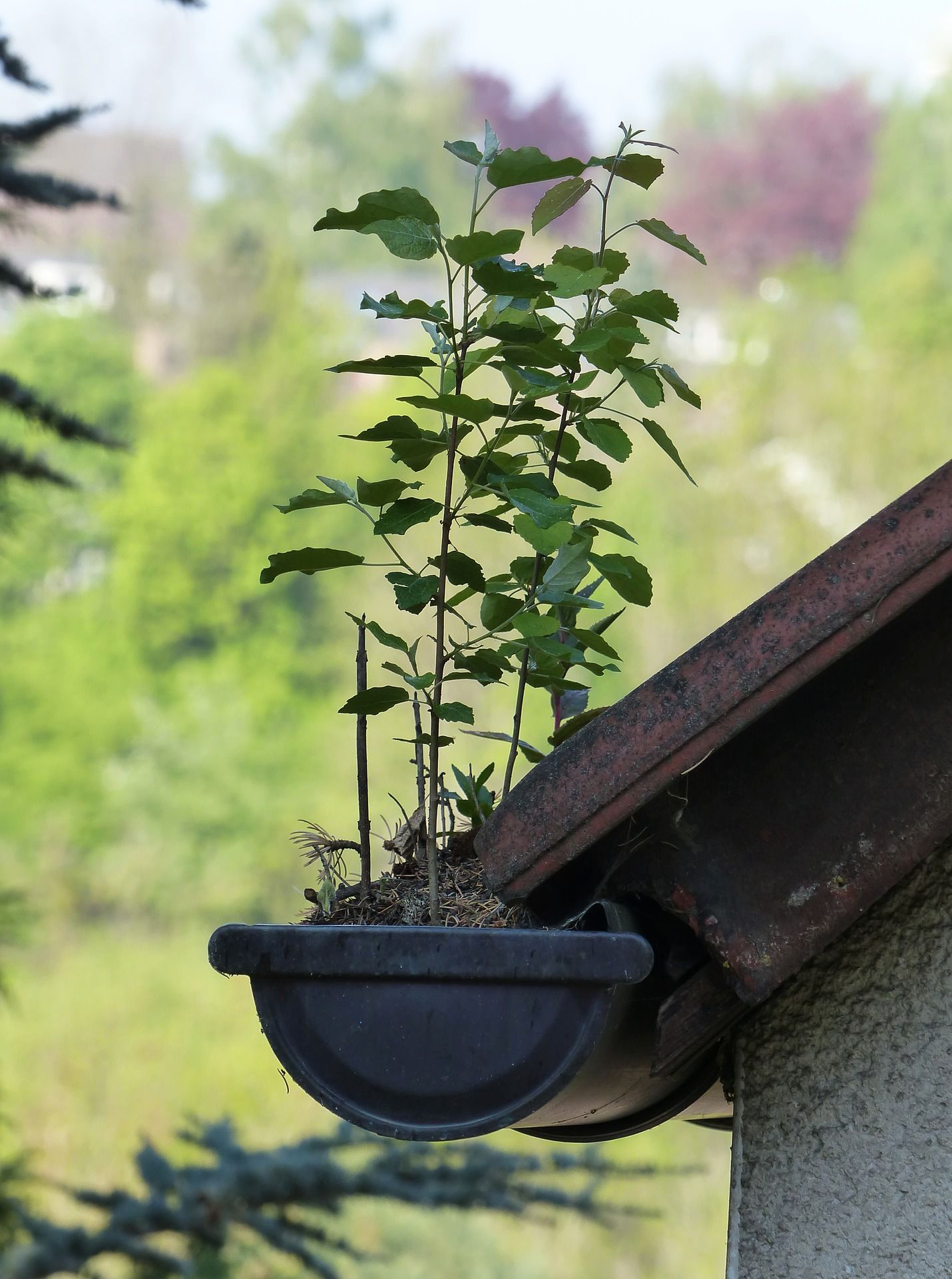 plant growing in gutter